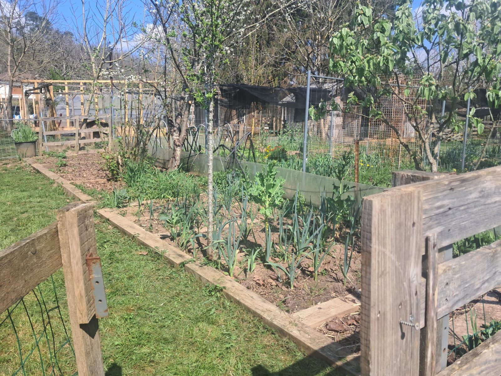 Les planches cultivées à l’entrée du potager NosVers