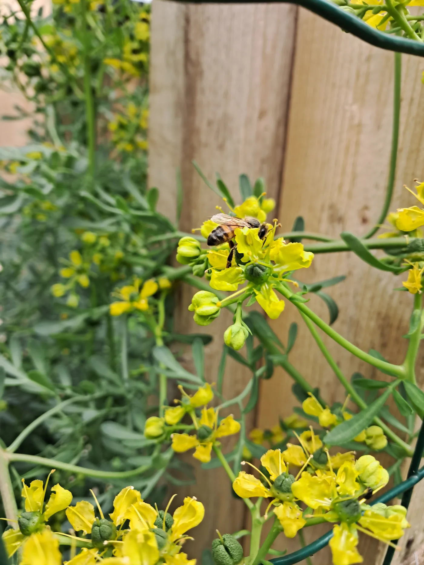 Les fleurs du potager NosVers au printemps
