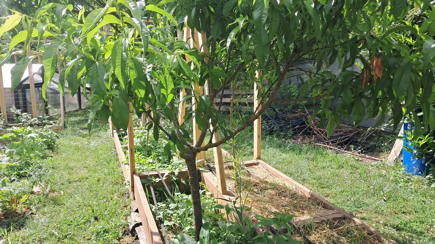 Une allée du potager entre un arbre et les planches paillées