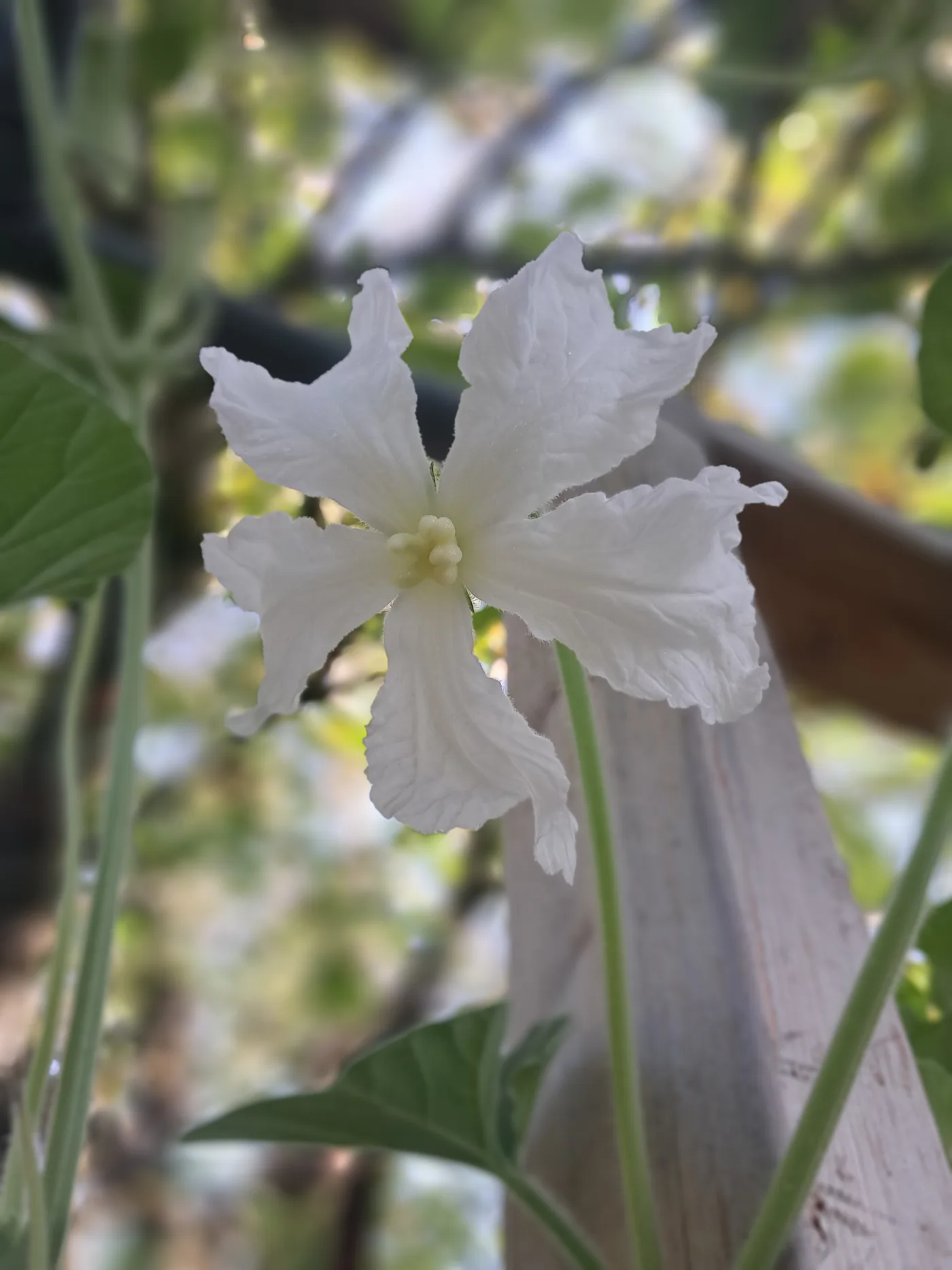 Une fleur blanche photographiée au potager en septembre