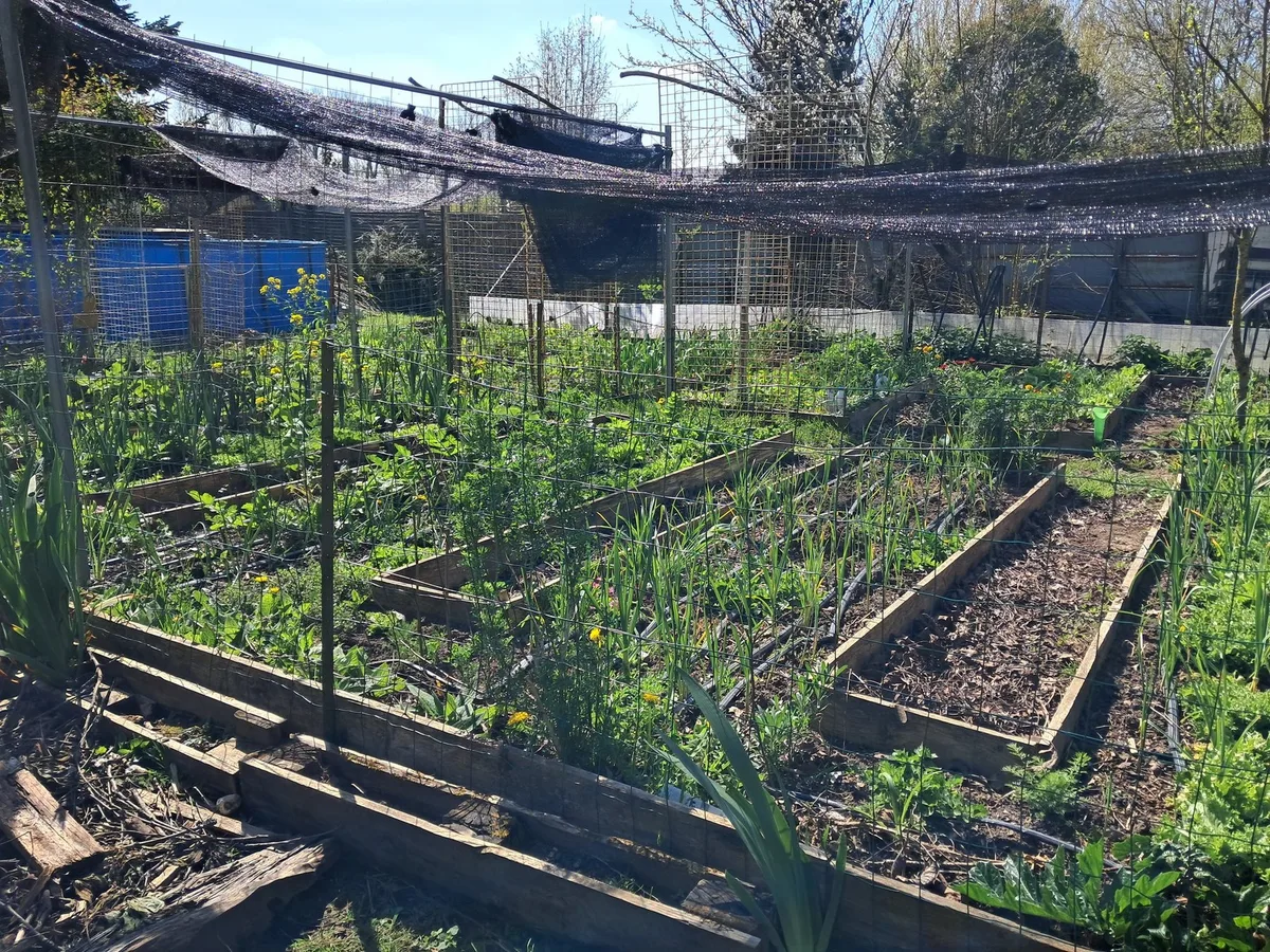 Les planches et les treillis dans une autre zone du potager NosVers
