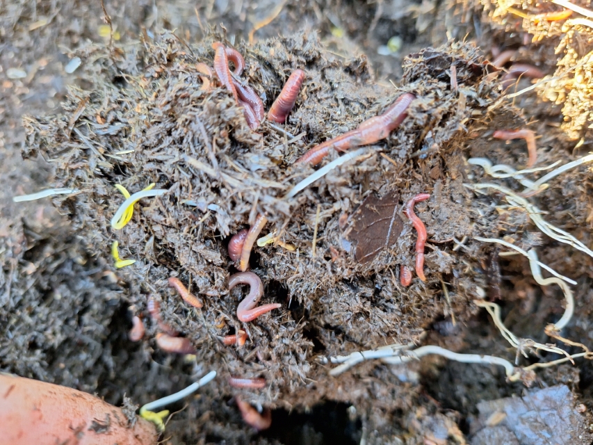 Vers de Compost Eisenia