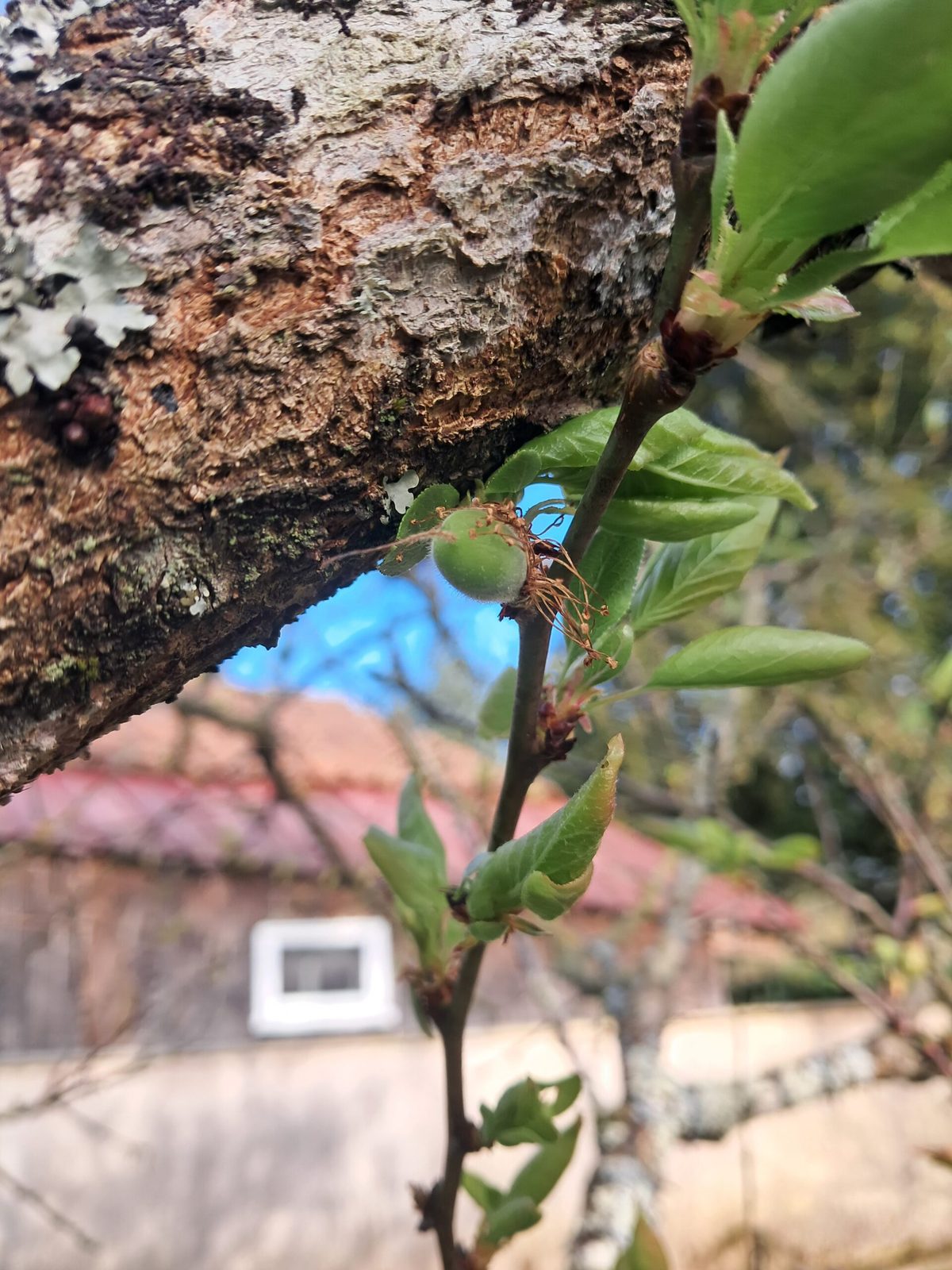 Arbres fruitiers au printemps