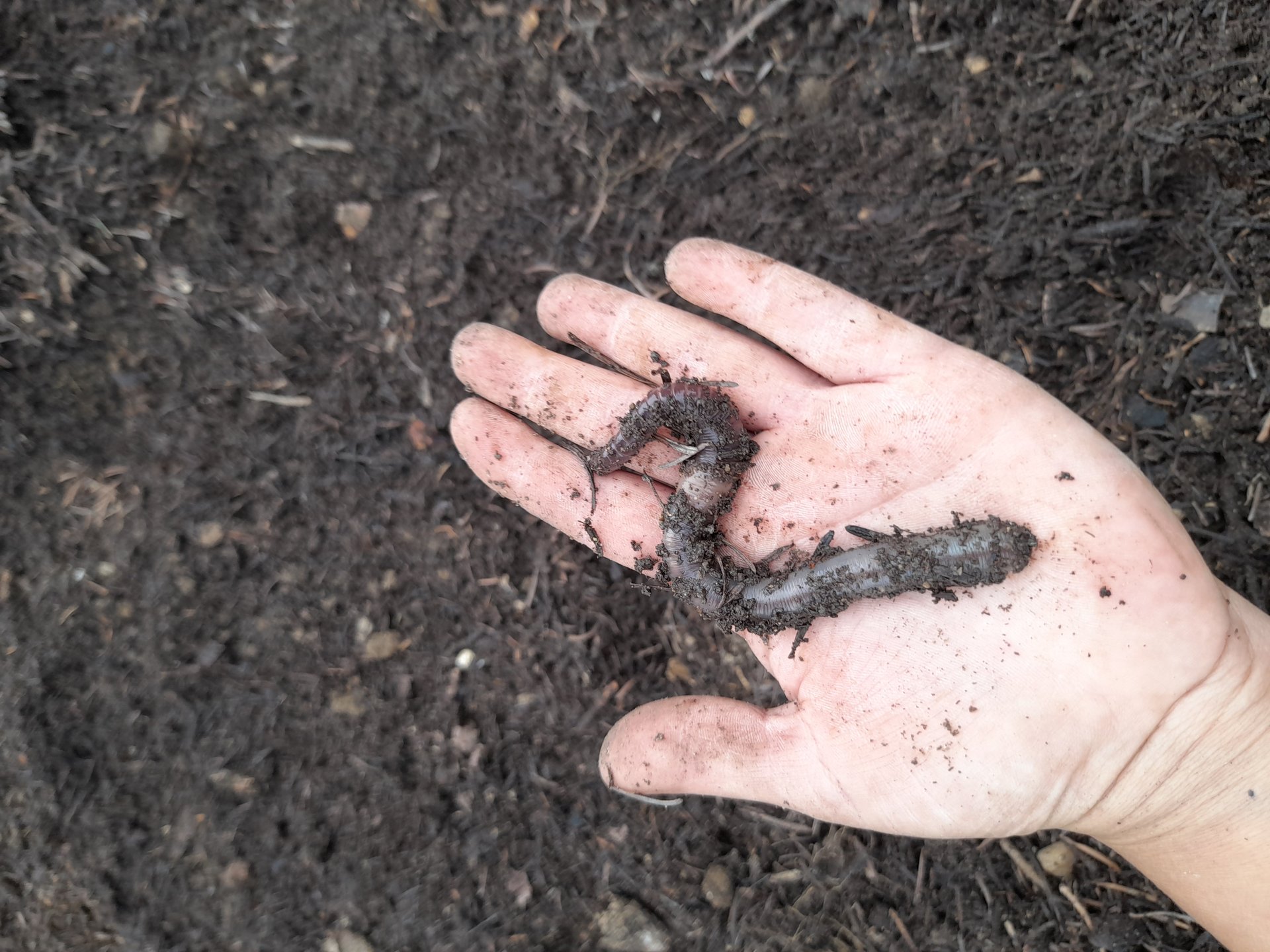 Vers Eisenia NosVers