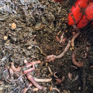 Manipulation des vers en production LombriThé