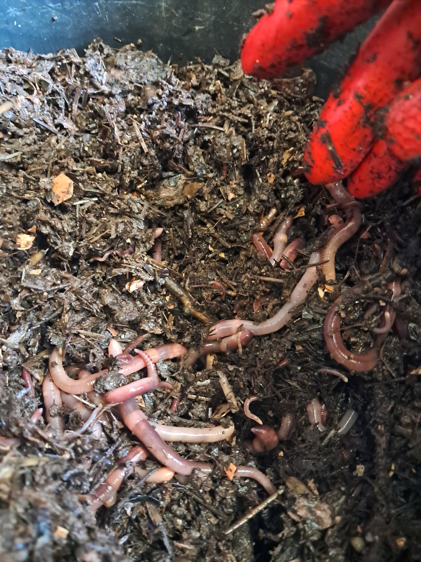 LombriThé · notre produit phare