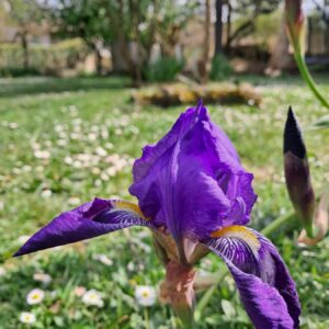 Iris violet dans le potager NosVers