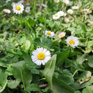 Marguerite (pâquerette) du potager NosVers