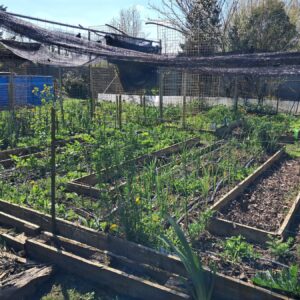 Vue panoramique du potager NosVers