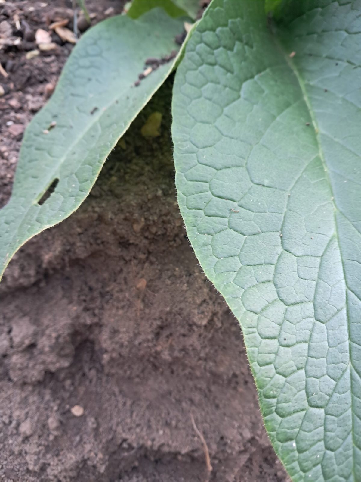 Feuilles de consoude — sol vivant