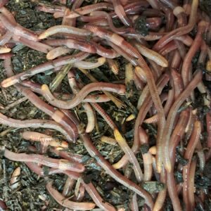 Masse de vers Eisenia en substrat frais
