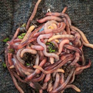 Vers de pêche Dendrobaena veneta (gros plan, terre noire) — élevés à la ferme NosVers en Dordogne