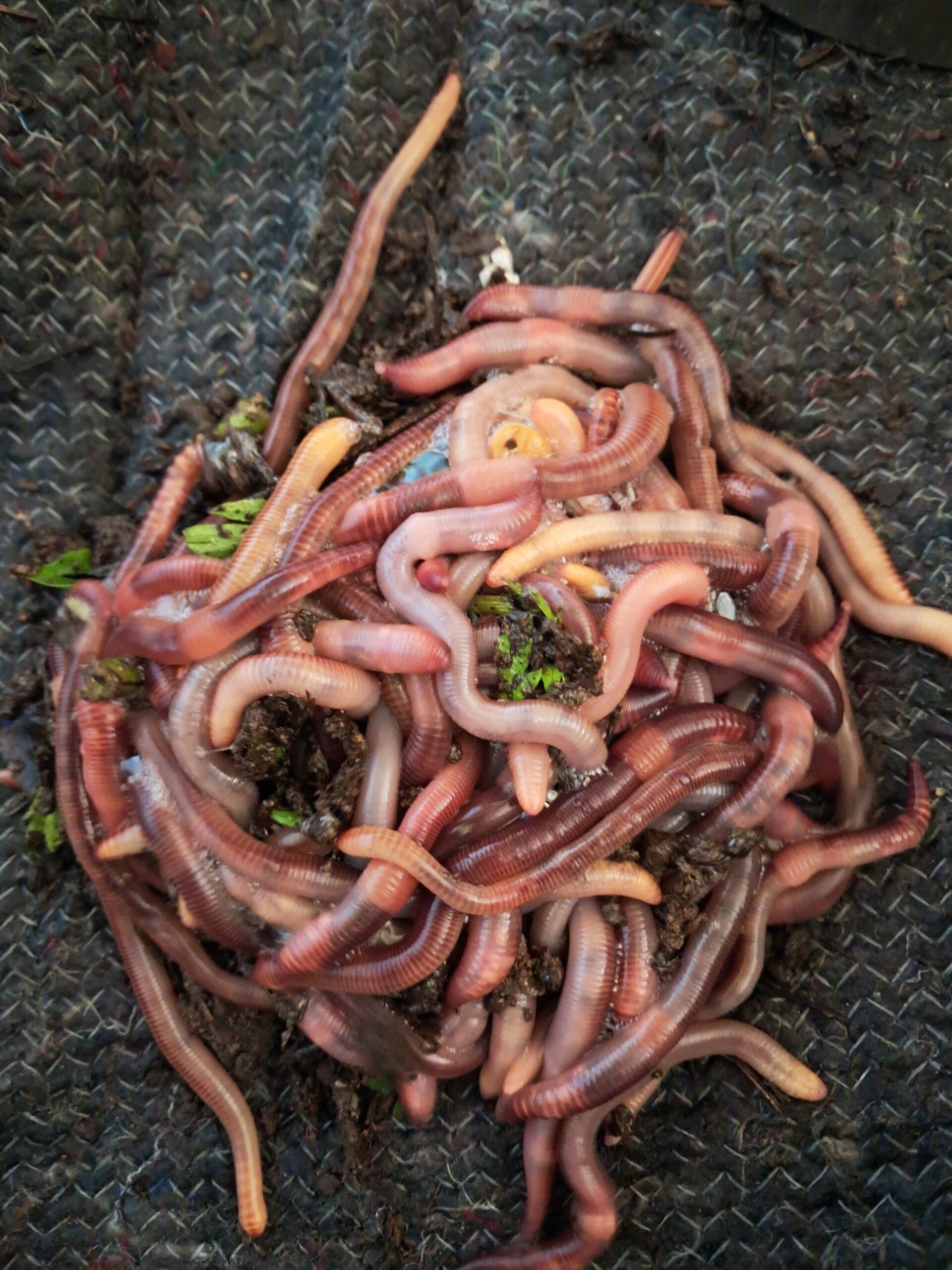 NosVers pour la pêche — Dendrobaena veneta